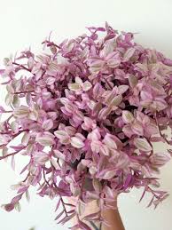 Check spelling or type a new query. Callisia Pink Panther 5 Pot Hello Hello Plants Garden Supplies
