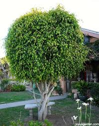 Image result for Ficus benjamina