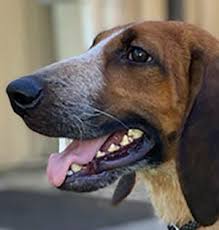 The aspca's wonderful adoptable dogs and cats are waiting for you right now! Adoptable Pets Available At Jacksonville Area Shelters