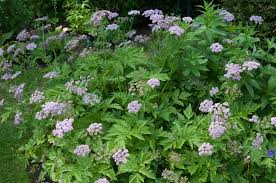 Image result for Pimpinella buchananii