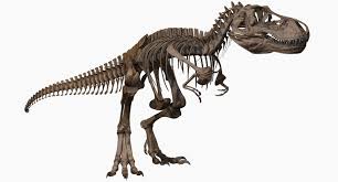 Joseclemente T Rex Skeleton Skeleton Rex Dinosaur Cards