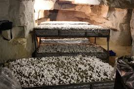 The Last Mushroom Farms Of The Paris Catacombs Catacombs Underground Paris Stuffed Mushrooms