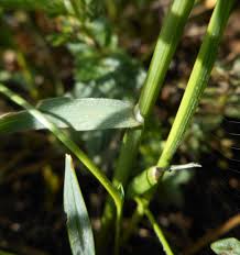 Image result for Vossia cuspidata