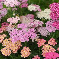 Ra Llika F2 Flowerburst Lilac Shades I 2020 Perenner Syrener Blommor