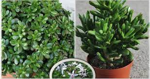 El bambú de la suerte forma parte de las plantas que se clasifican en el tipo arbusto. Si Colocas Esta Planta En Tu Casa El Dinero Te Llovera Como Agua Aqui Te Decimos Las Razones Plantas De Buena Suerte Planta Del Dinero Plantas De Jade