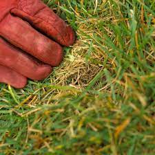 Look for these signs to know if it's time to dethatch the lawn. Why When And How To Dethatch A Lawn Better Homes Gardens