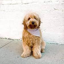 They came into popularity in the 1990s when american and australian breeders began crossing standard poodles with golden retrievers in earnest. Goldendoodle Puppies For Sale 47 Photos Pet Service Detroit Mi 48100