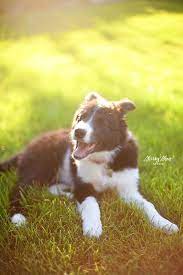 Sunbathing Border Collie By Julie Saraceno Via 500px Border Collie Collie Puppies Collie