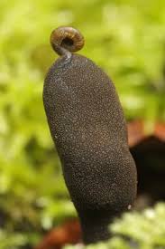 Image result for Xylaria polymorpha