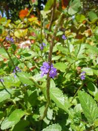 Image result for Stachytarpheta urticifolia