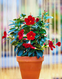 Image result for dipladenie žlutá obrázek