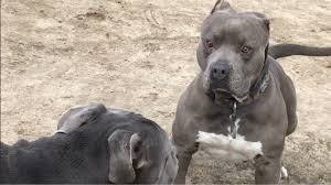 They are not only a bodyguard but also great companion and friend. Large American Bully Meets Bandogs Youtube