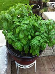 7 Tips For Growing Mad Giant Basil Plants Offbeat Home Life Basil Plant Plants Herbs