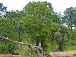 Image result for Breonadia