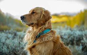 He truly shines when it comes to representing the true breed standard of a golden retriever. Red Canyon Retrievers Home Facebook