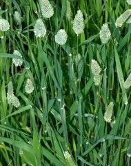 Image result for Danthoniopsis pruinosa