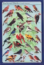Backyard Birds Of North America Poster 24x36 Backyard Birds Bird Poster Bird House Kits