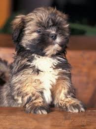 6 Dog Breeds That Will Bring Good Luck To Your Home Lhasa Apso Puppies Puppy Portraits Lhasa Apso
