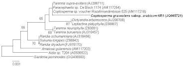 Image result for Leptactina platyphylla