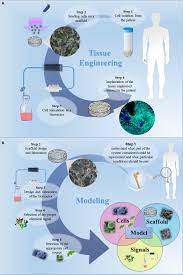 Maybe you would like to learn more about one of these? Frontiers Tissue Engineering Approaches In The Design Of Healthy And Pathological In Vitro Tissue Models Bioengineering And Biotechnology
