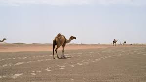 Camels traveling in the desert. Group Of Camels Walking In Stock Footage Video 100 Royalty Free 1026603533 Shutterstock