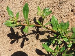 Image result for Glinus