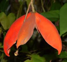 Image result for Sterculia subviolacea