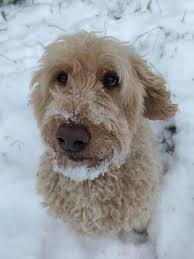 You know you're from Evans City when your 3-legged dog shows up at your  neighbor's door