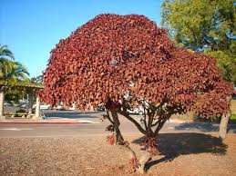 Image result for Euphorbia cotinifolia