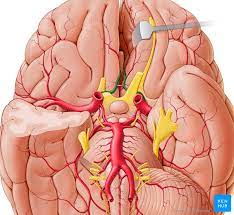 Check spelling or type a new query. Anterior Cerebral Artery Anatomy Branches Supply Kenhub