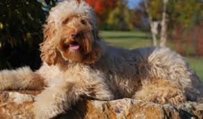 Find local goldendoodle puppies for sale and dogs for adoption near you. Breeders Pennsylvania