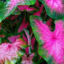 Maybe you would like to learn more about one of these? Tanaman Hias Keladi Pink Love Cantik Tanaman Hias Keladi Mini Tanaman Keladi Pink Terbaru Agustus 2021 Harga Murah Kualitas Terjamin Blibli