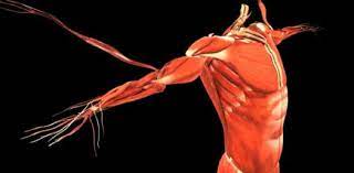 This post was created by a member of the buzzfeed commun. Biology Quiz Muscular System Trivia Questions Proprofs Quiz