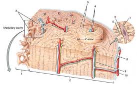 The objective of the current study. Histology Of Compact Bone Quizlet