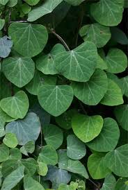 Image result for Cissampelos