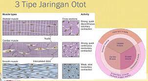 Jaringan otot dibagi menjadi 3, yaitu : Jaringan Otot Pojok Ilmu