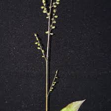 Image result for Pseudechinolaena polystachya