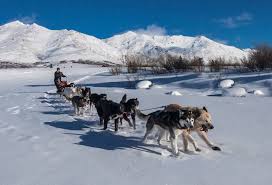 Emmet walsh, jim belushi and others. Sled Dog Wikipedia