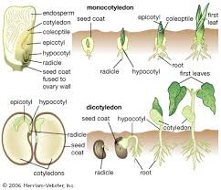 * a radicle, which is an embryonic root. Testa Plant Anatomy Britannica
