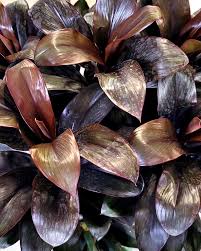 Image result for Cordia pilosissima