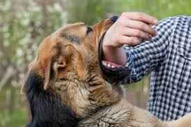 We did not find results for: Risk Factors For Being Bitten Or Attacked By A Dog O Connor Acciani Levy