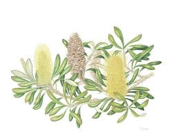 Lindsay Watts Banksia Integrifolia Coastal Banksia Basq Australian Wildflowers Botanical Art Botanical Drawings