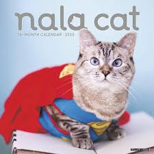 Cute monthly calendar with cats. Nala Cat 2020 Wall Calendar Nala Cat 9781549207228 Amazon Com Books