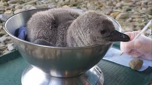 Baby sharks are called pups, baby names of males, females, babies, and groups of animals what are the males, females, babies, and groups. Lockdown Animal Baby Boom At West Wales Zoo Itv News Wales