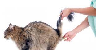 We did not find results for: Cek Kucing Demam Dengan Cara Mengukur Suhu Tubuh Kucing Menggunakan Termometer Radiokucing Com