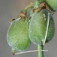 Image result for Crotalaria platysepala
