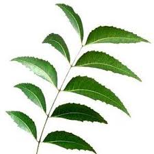 Image result for Azadirachta indica