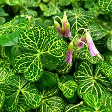 Image result for Oxalis purpurascens