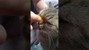 Uri ni sebenarnya menjurus kepada serangan virus selsema atau flu. Cara Hilangkan Selsema Kucing Dengan Kunyit Hidup Youtube