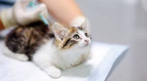 Sometimes the fluids move from the back to the side but this is simply movement i don't really see how fluids given subcutaneously at the shoulders could move to the abdomen and cause a problem. Tips For Giving Your Cat Sub Q Fluids At Home Cats Dog Insurance Feline Distemper